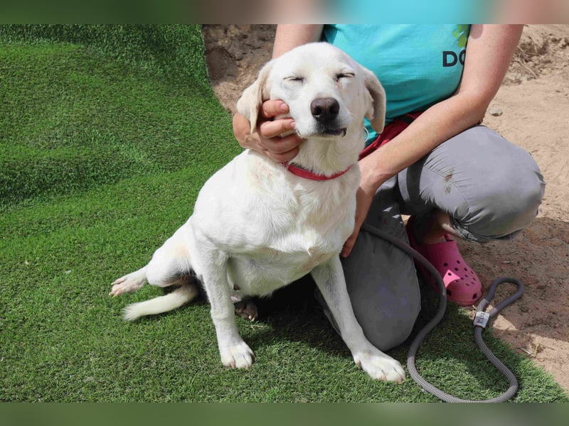 Zuhause gesucht für die lieben Hündinnen: BLANCHE ❤️ NIKA - Cantinho da Milu