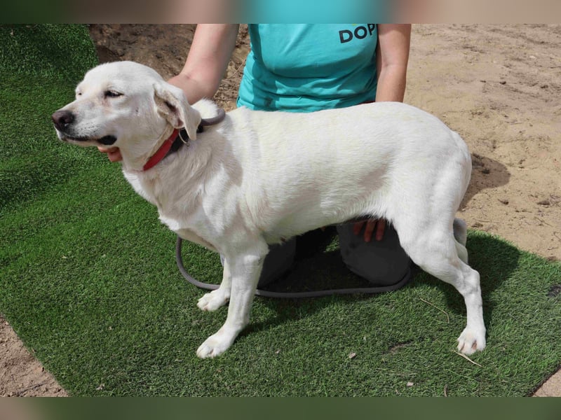 Zuhause gesucht für die lieben Hündinnen: BLANCHE ❤️ NIKA - Cantinho da Milu