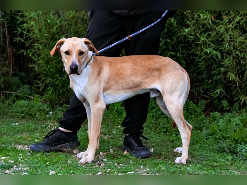 ♦️Labbi ERIK♦️ Zuhause oder Pflegestelle gesucht !