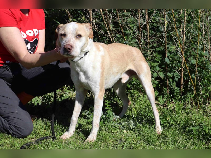 Zuhause gesucht für die lieben Rüden *MILES + COLIN* - Cantinho da Milu
