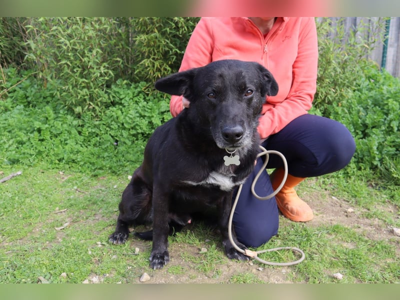 Typisch LABBI ♦️PANTERA♦️ in der Cantinho da Milu ⏳ 2/25