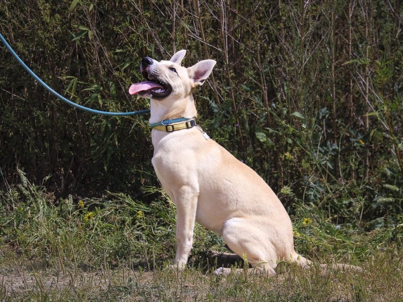 Junghunde: Elliot • Bono • Nisse • Moisés⚡️4 von ~650 Hunden in der Cantinho da Milu⚡️