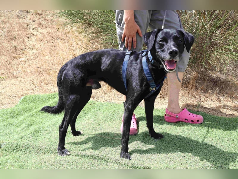 Zuhause gesucht für ▪️Pantera ▪️ Bobo ▪️- Cantinho da Milu