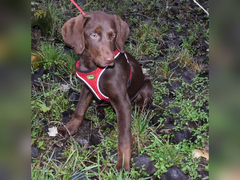 Kelly - fröhliche Junghündin