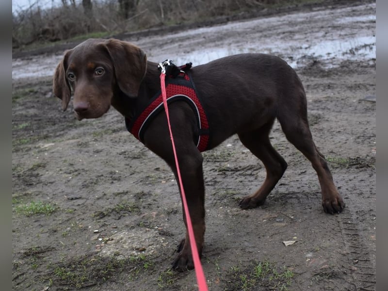 Kelly - fröhliche Junghündin