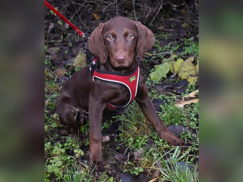 Kelly - fröhliche Junghündin