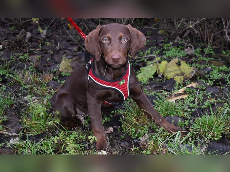 Kelly - fröhliche Junghündin