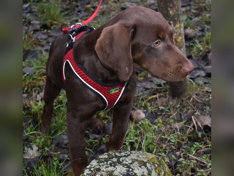 Kelly - fröhliche Junghündin