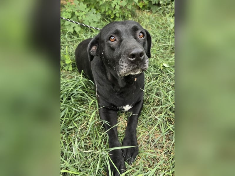 Nanny - liebe Hundeseniorin