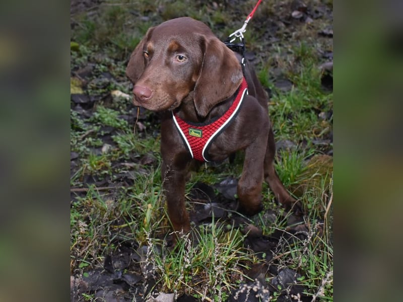 Kelly - fröhliche Junghündin