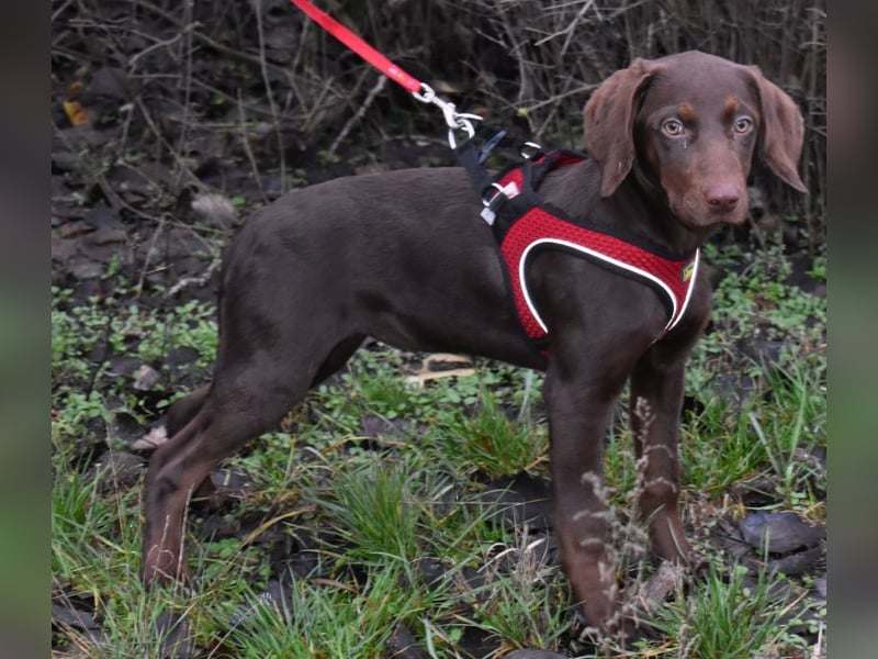 Kelly - fröhliche Junghündin