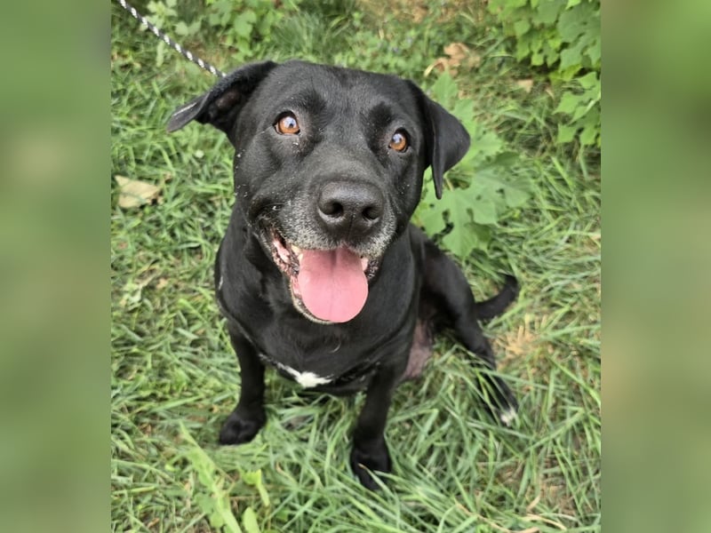 Nanny - liebe Hundeseniorin