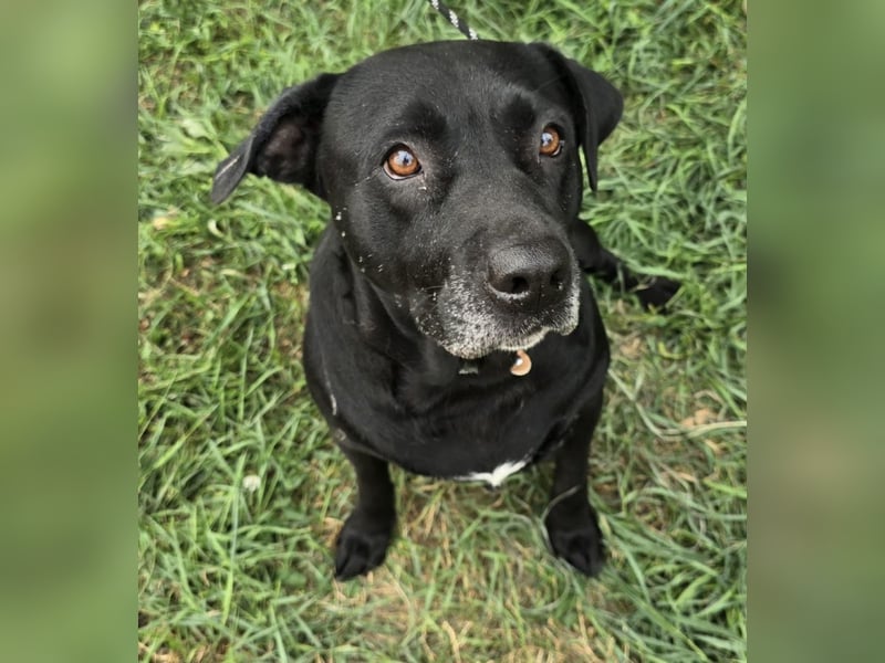 Nanny - liebe Hundeseniorin
