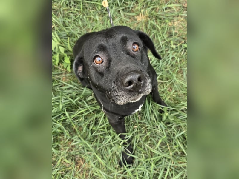 Nanny - liebe Hundeseniorin