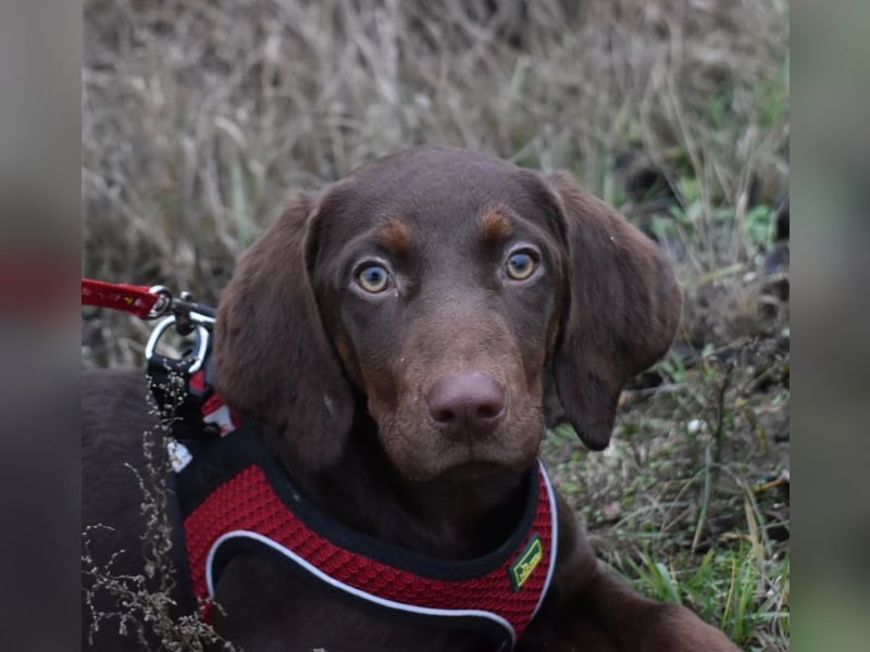 Kelly - fröhliche Junghündin