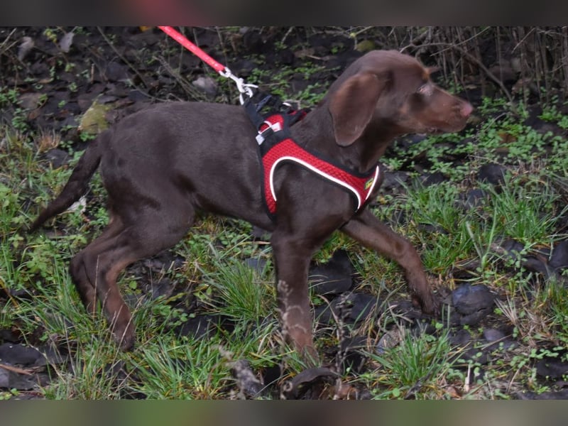 Kelly - fröhliche Junghündin