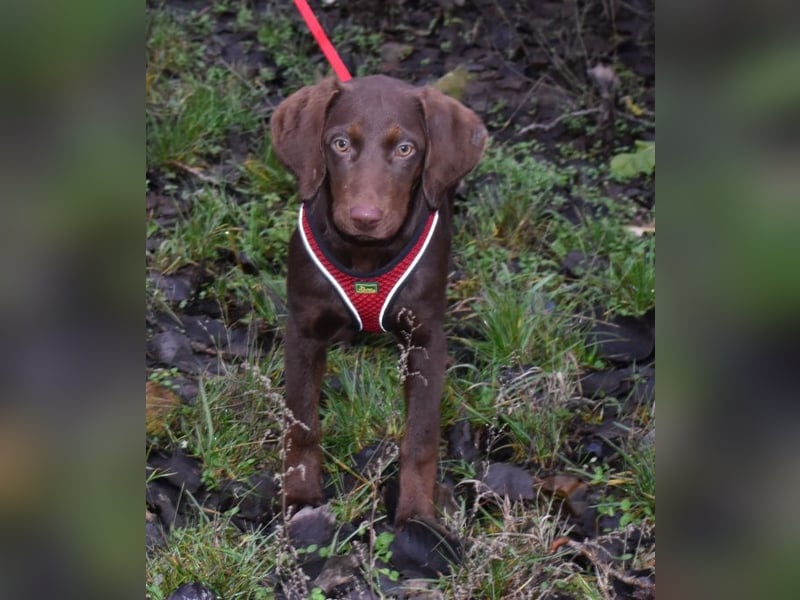 Kelly - fröhliche Junghündin