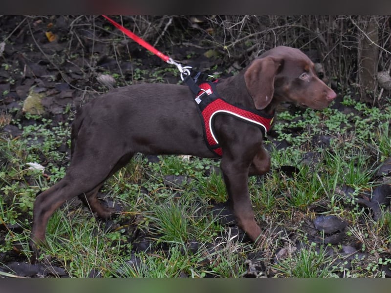 Kelly - fröhliche Junghündin