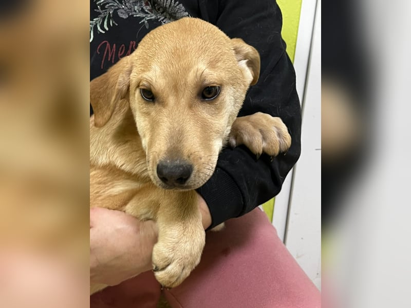 Moby wünscht sich ein Zuhause