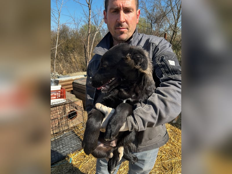 Labbimix Oliver wünscht sich ein Zuhause