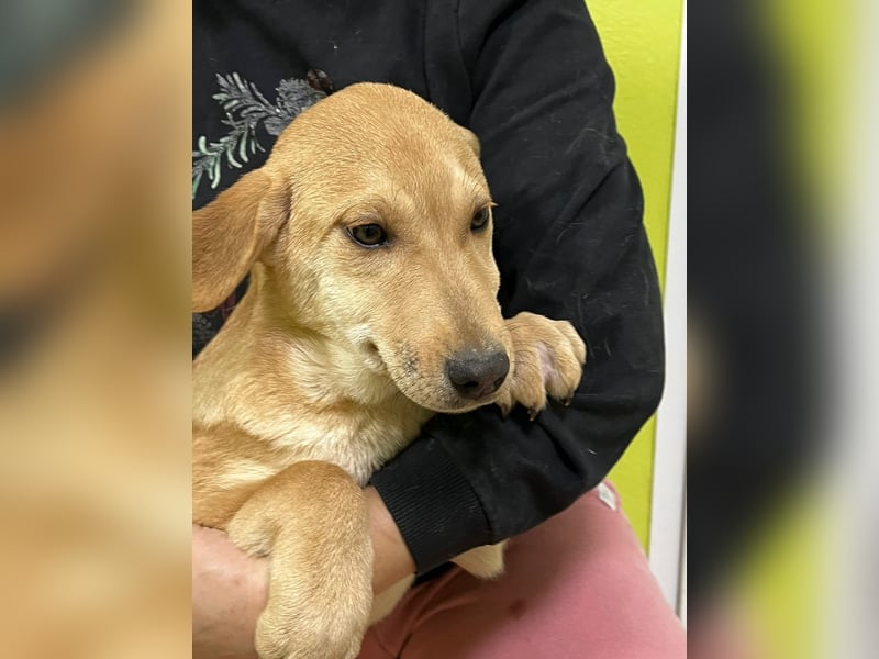 Moby wünscht sich ein Zuhause