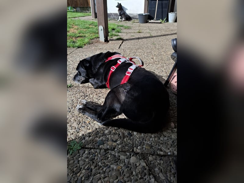 Blacky freut sich auf Deinen Besuch