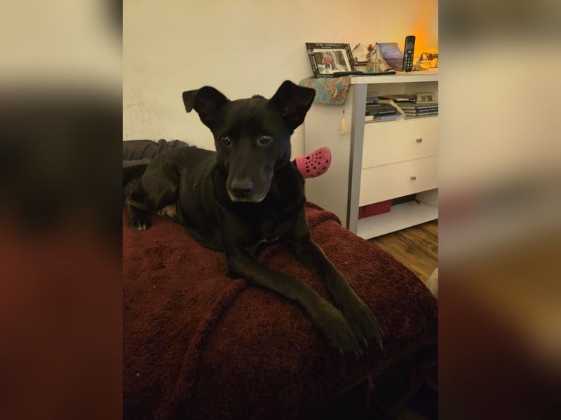 Dringend Mia sucht Zuhause oder Pflegestelle