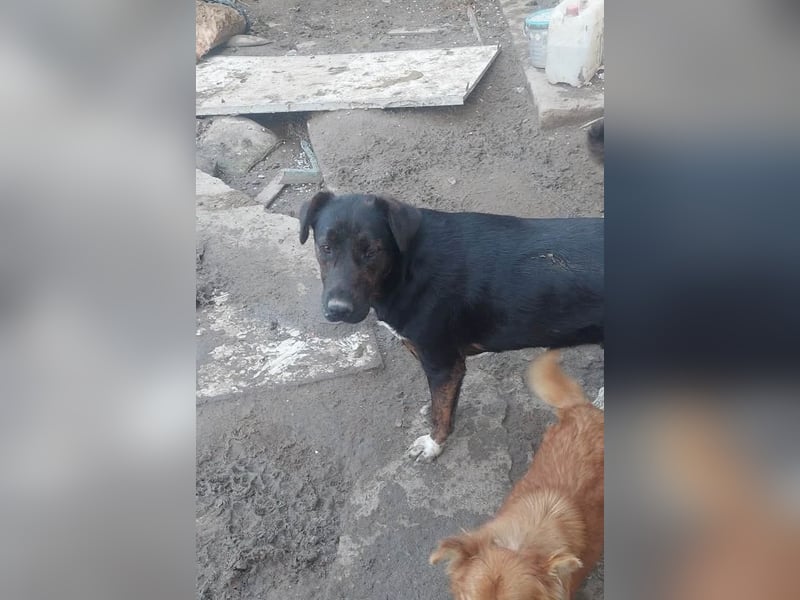 Hübsche Tama wünscht sich ein Zuhause