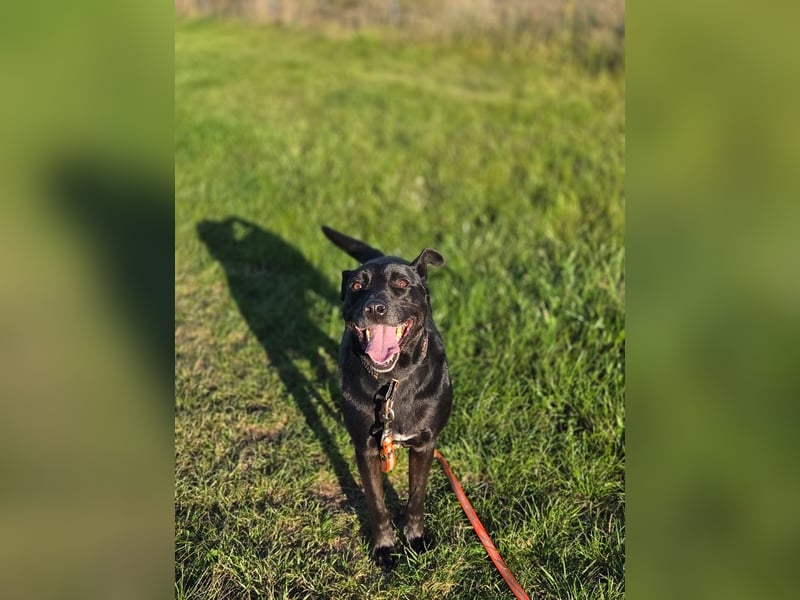 Dringend Mia sucht Zuhause oder Pflegestelle