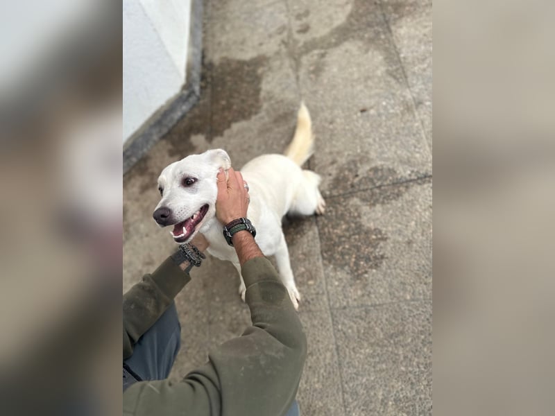 Labbimix Chanel freut sich auf Deinen Besuch