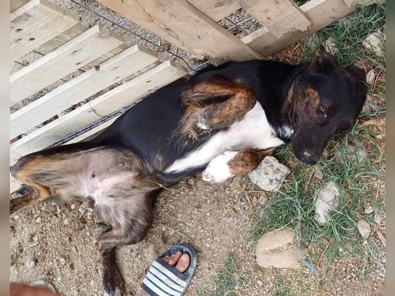 Hübsche Tama wünscht sich ein Zuhause