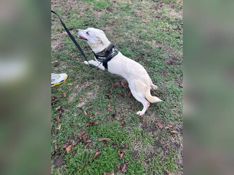 Labbimix Chanel freut sich auf Deinen Besuch