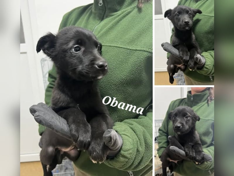 3 Labbimix Jungs suchen ihr Glück