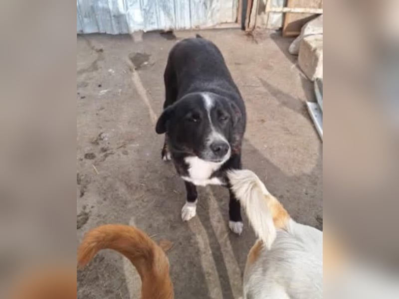 Bibi wartet schon so lange