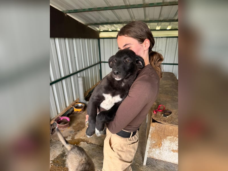 Labbimix Jax sucht sein Glück