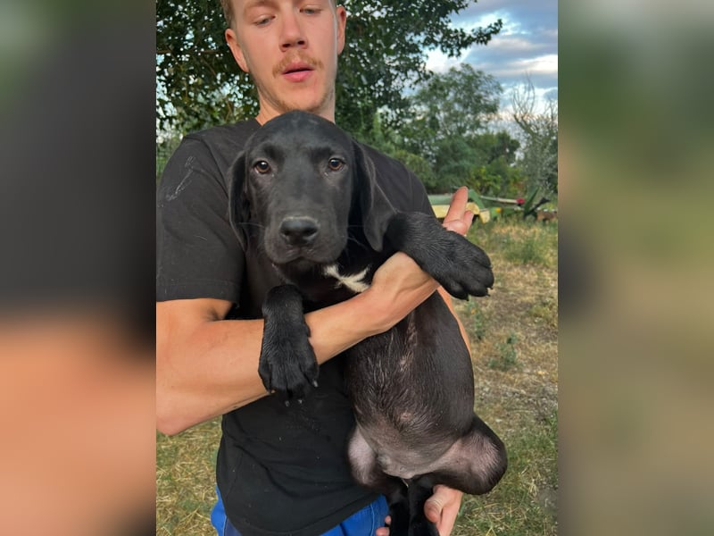Labbimix Benno sucht sein Glück