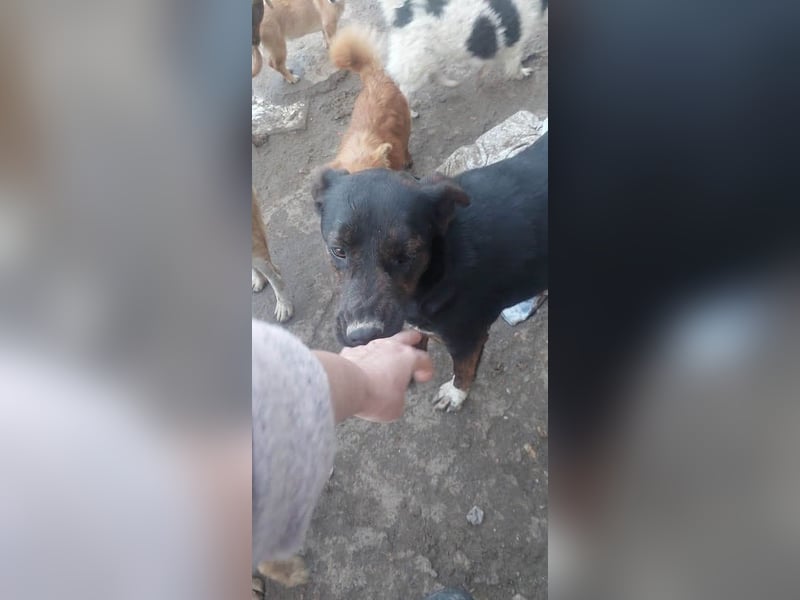 Hübsche Tama wünscht sich ein Zuhause