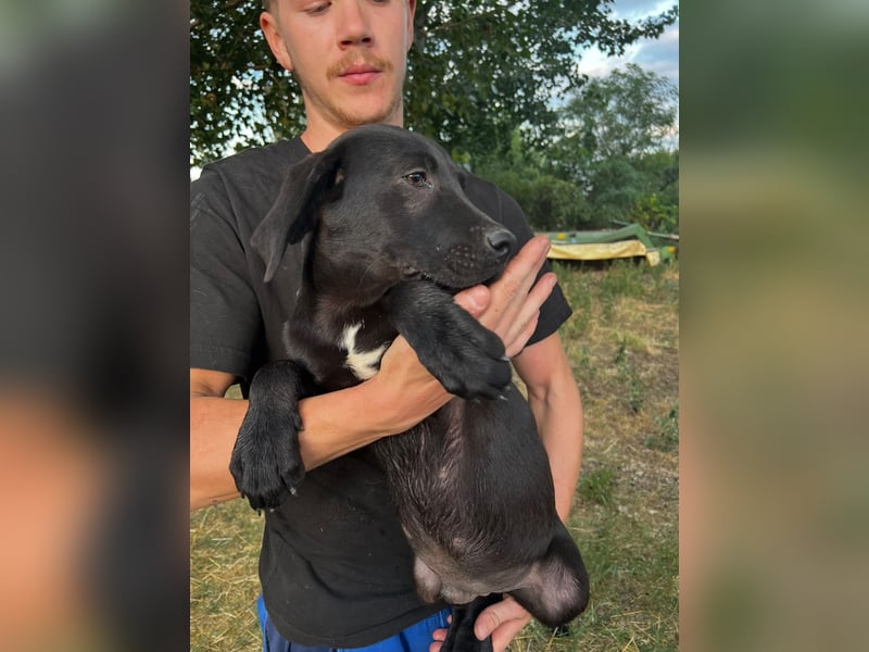 Labbimix Benno sucht sein Glück