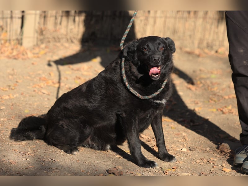 Liebenswerter dem Menschen zugewandter Rüde sucht sein für immer Zuhause