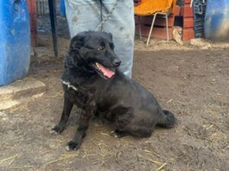 Liebenswerter dem Menschen zugewandter Rüde sucht sein für immer Zuhause