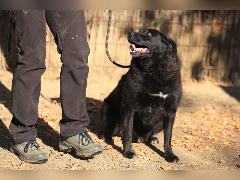 Liebenswerter dem Menschen zugewandter Rüde sucht sein für immer Zuhause