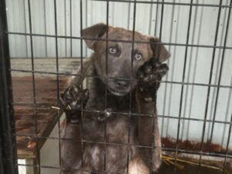 Blue: neu im Tierheim, fröhlich und offen