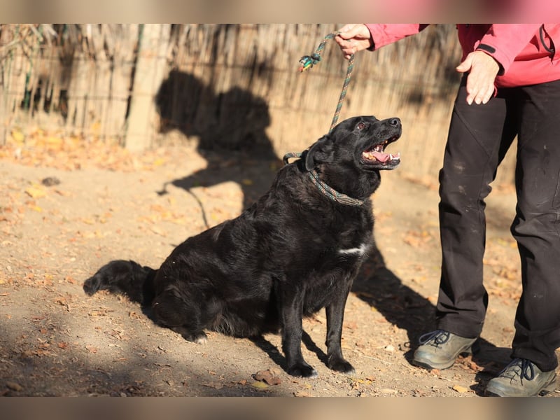 Liebenswerter dem Menschen zugewandter Rüde sucht sein für immer Zuhause