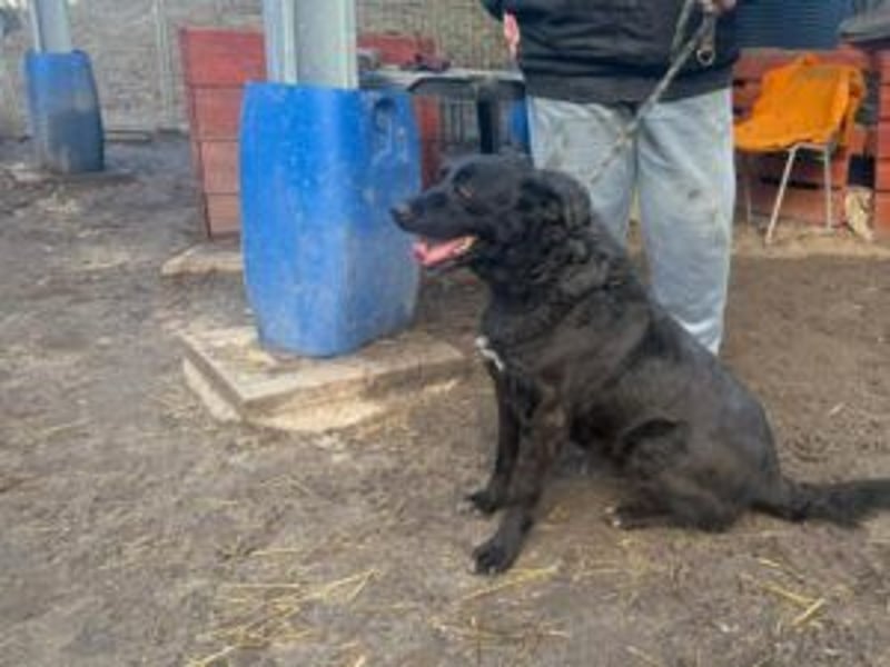 Liebenswerter dem Menschen zugewandter Rüde sucht sein für immer Zuhause