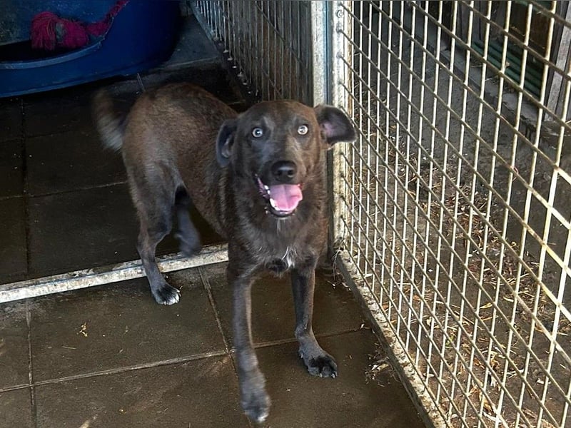 Blue: neu im Tierheim, fröhlich und offen