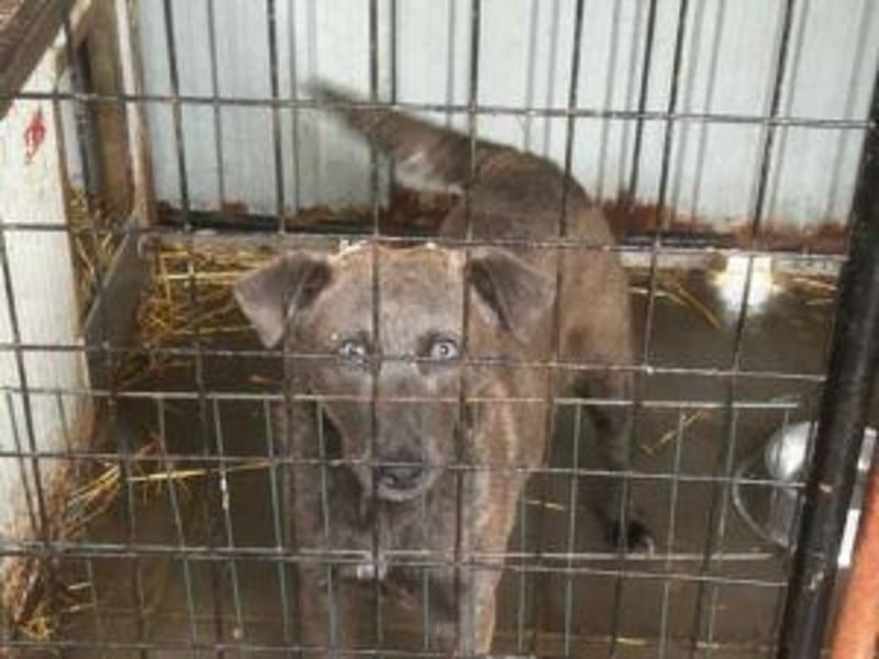 Blue: neu im Tierheim, fröhlich und offen