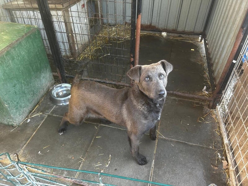 Blue: neu im Tierheim, fröhlich und offen