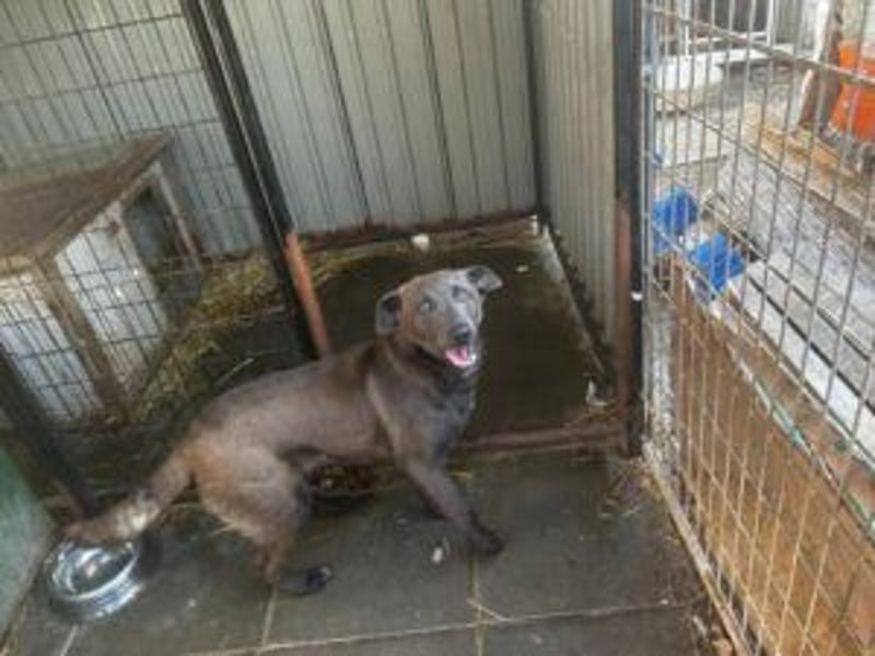 Blue: neu im Tierheim, fröhlich und offen