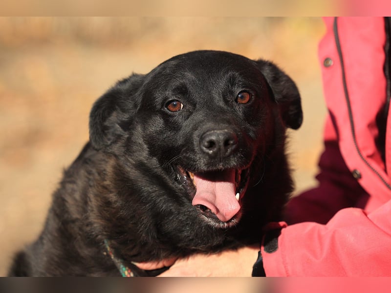 Liebenswerter dem Menschen zugewandter Rüde sucht sein für immer Zuhause
