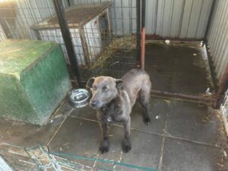 Blue: neu im Tierheim, fröhlich und offen